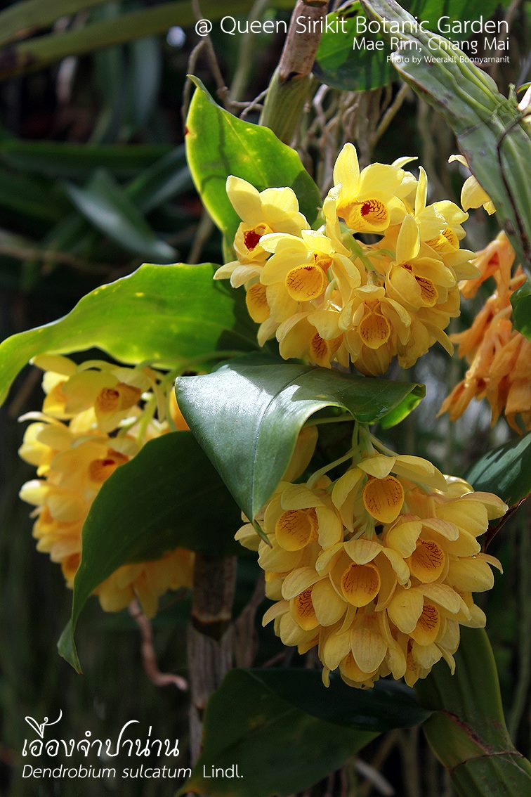 🌻📷#เอื้องจำปาน่าน # กล้วยไม้อิงอาศัย สูง 25-40 ซม. ดอกออกเป็นช่อตามข้อใกล้ปลายยอด ยาว 9-12 ซม. ห้อยลง ดอกย่อยเรียงแน่นเป็นพุ่ม จำนวน 10-15 ดอก ต่อช่อ สีเหลือง กลีบปากมีแต้มสีเลือดหมูที่โคนกลีบ ดอกบาน เต็มที่กว้าง 2 ซม. มีกลิ่นหอม พบตามป่าดิบเขาทางภาคเหนือ