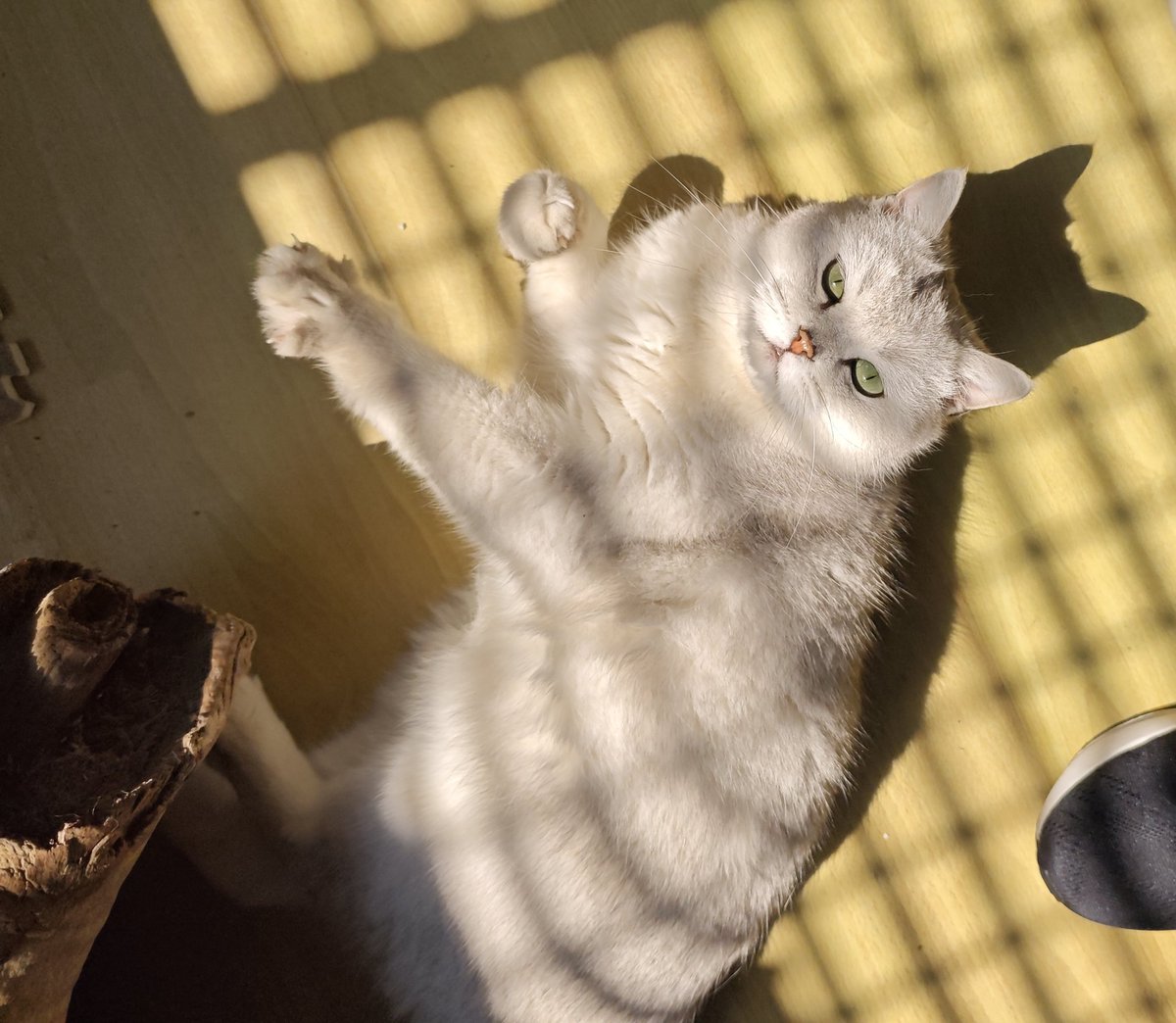 鯉炒め tweet media