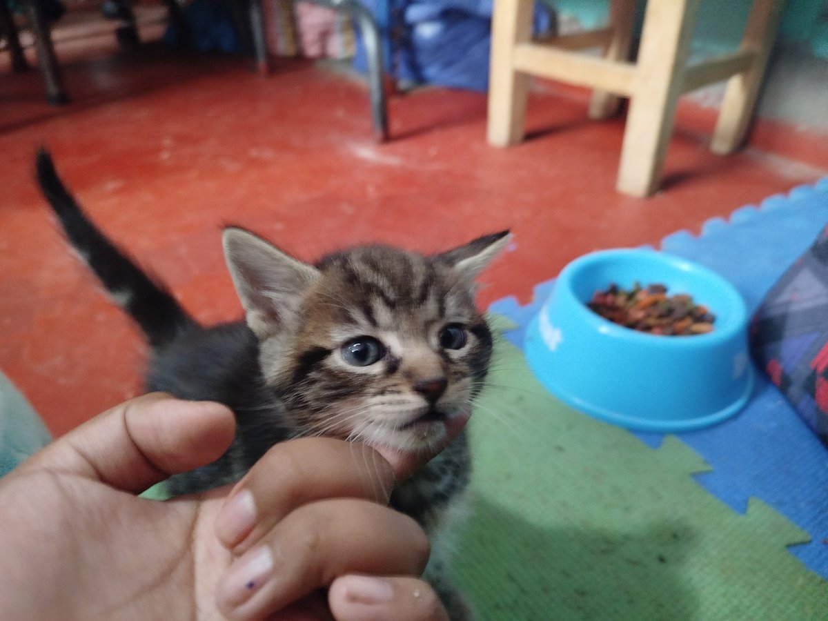 Fotos chingonas de mis michis