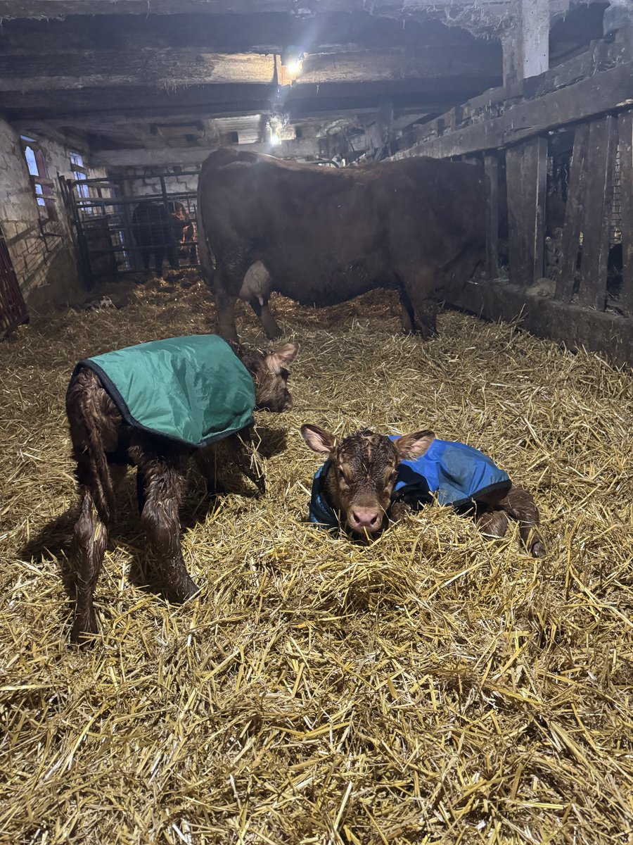 Bee Zee Acres tweet media