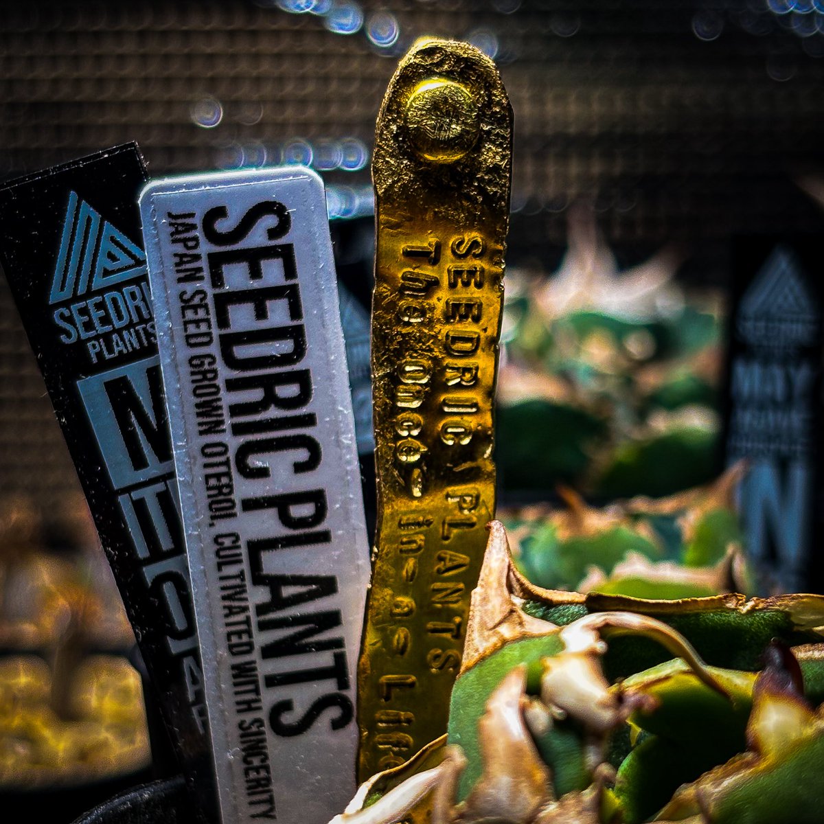 愛♡𝗟𝗨𝗩𝟮𝗣𝗟𝗔𝗡𝗧 (@LoveBiwa) / Posts / X