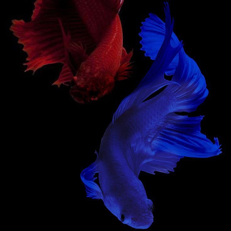 windy!! | fgjdsk tweet media