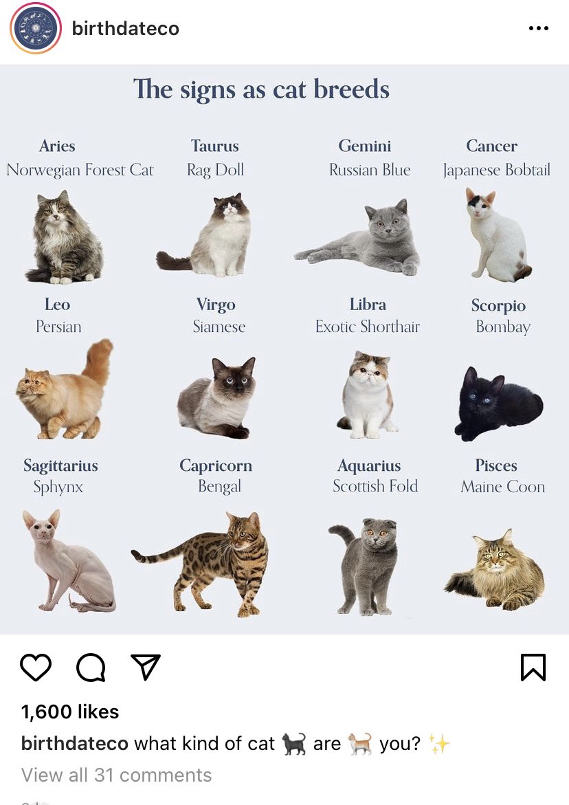 ChrisCsd1's tweet image. #Cats #Zodiacsigns So true for me as a Gemini &amp;amp; our beloved family cat, just as image. So blessed to have her wonderful presence 1973-1988, I mourn her passing still, I always will, pain never goes away, will always be only a moment since she passed. 🙏🌈💔❤️How about you &amp;amp; cat/s