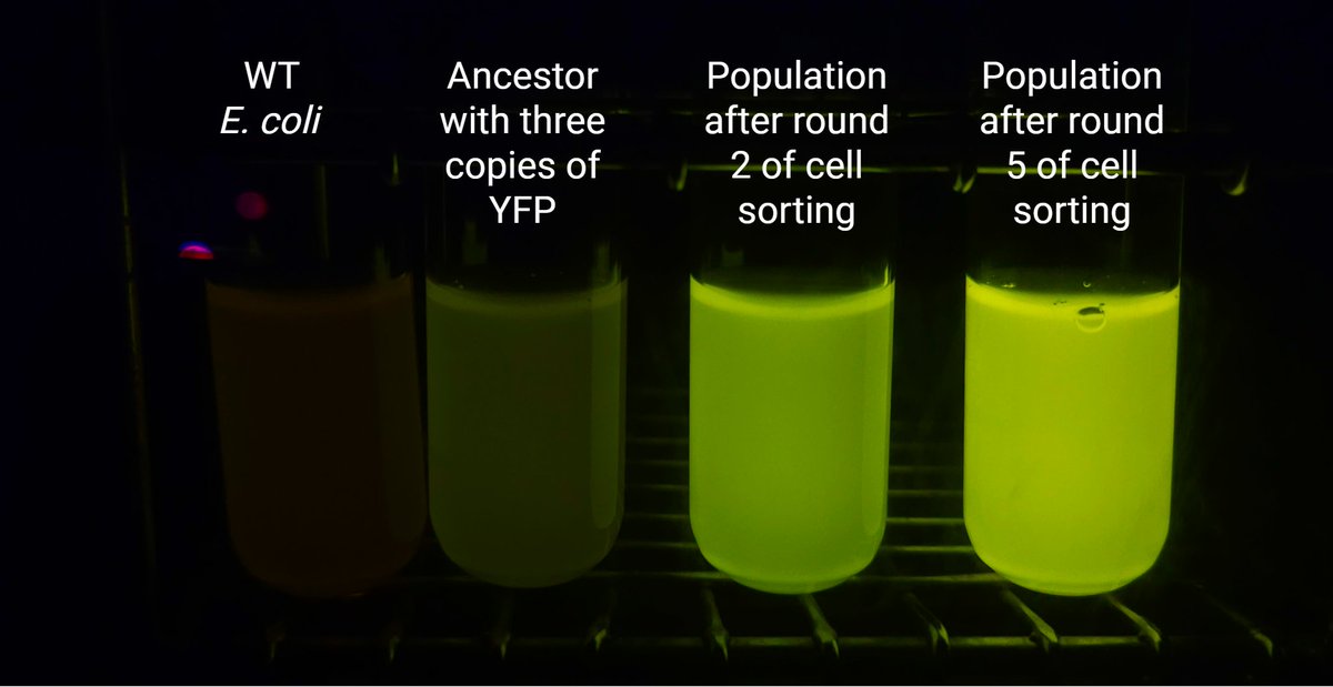 MSU Microbiology, Genetics, & Immunology tweet media