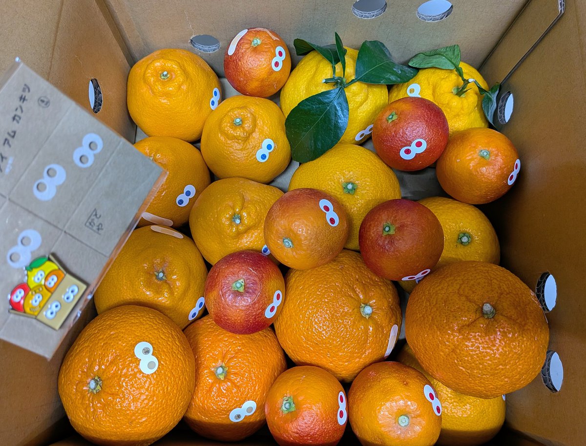 アイアムミカン (@kinpachimikan) / Posts / X