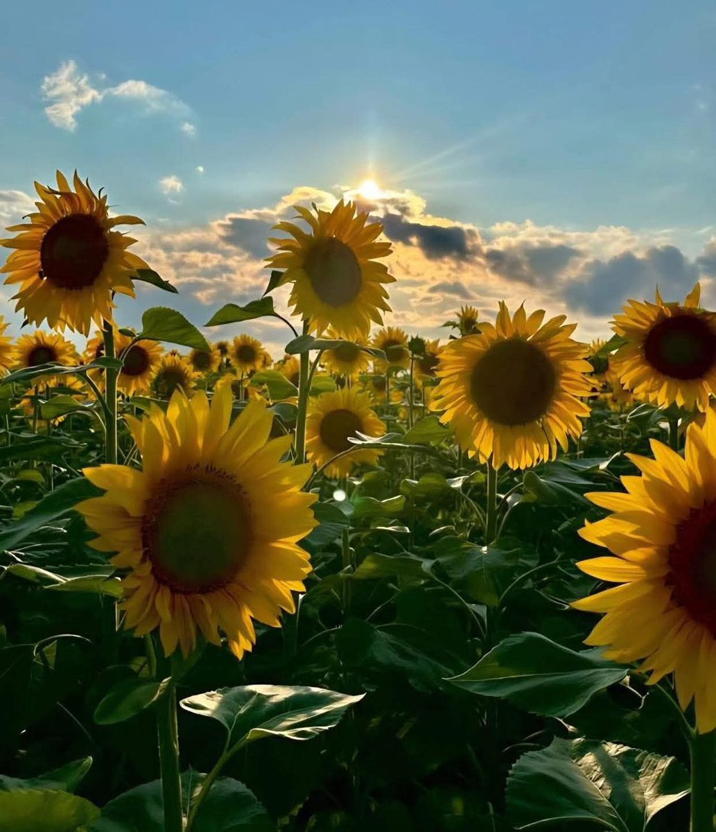 sunflower.🌻🤍 tweet media