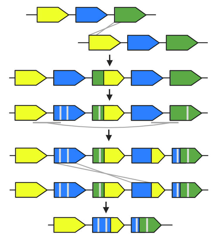 MSU Microbiology, Genetics, & Immunology tweet media