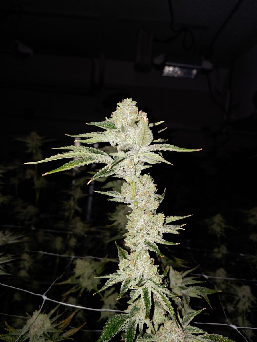 #bolothonOG for your viewing pleasure. #BOLOruntz x #marathonOG #2