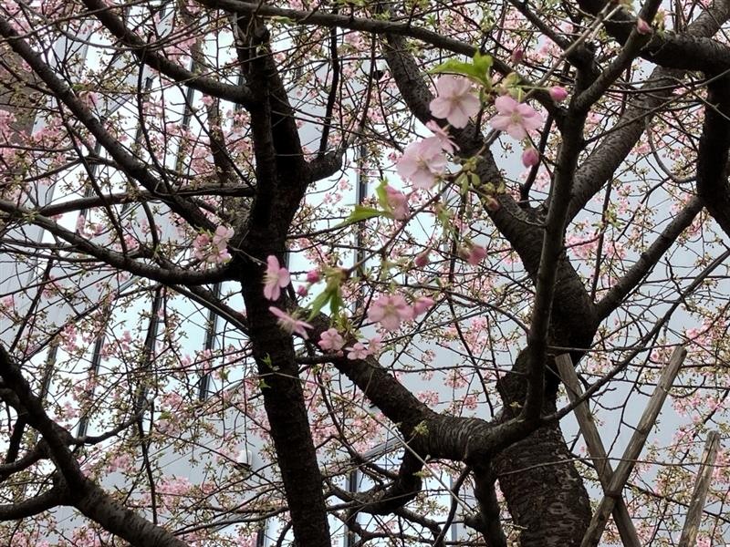 町田市観光コンベンション協会 tweet media