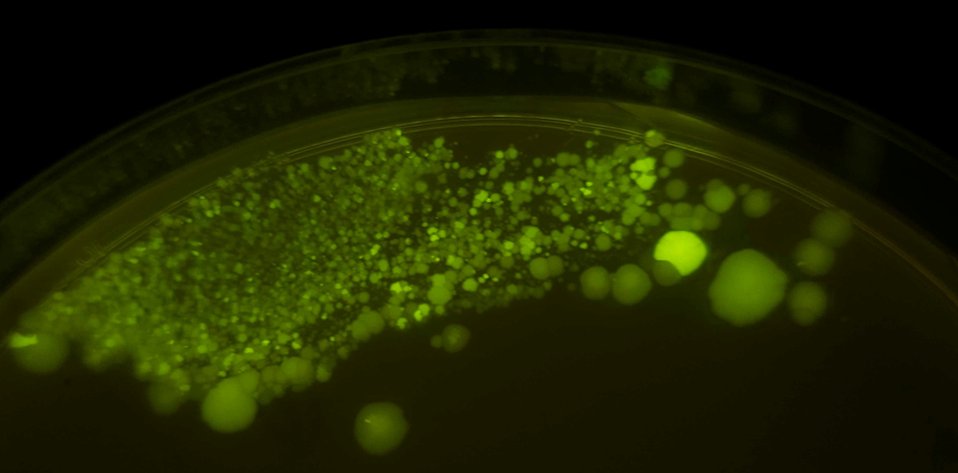 MSU Microbiology, Genetics, & Immunology tweet media