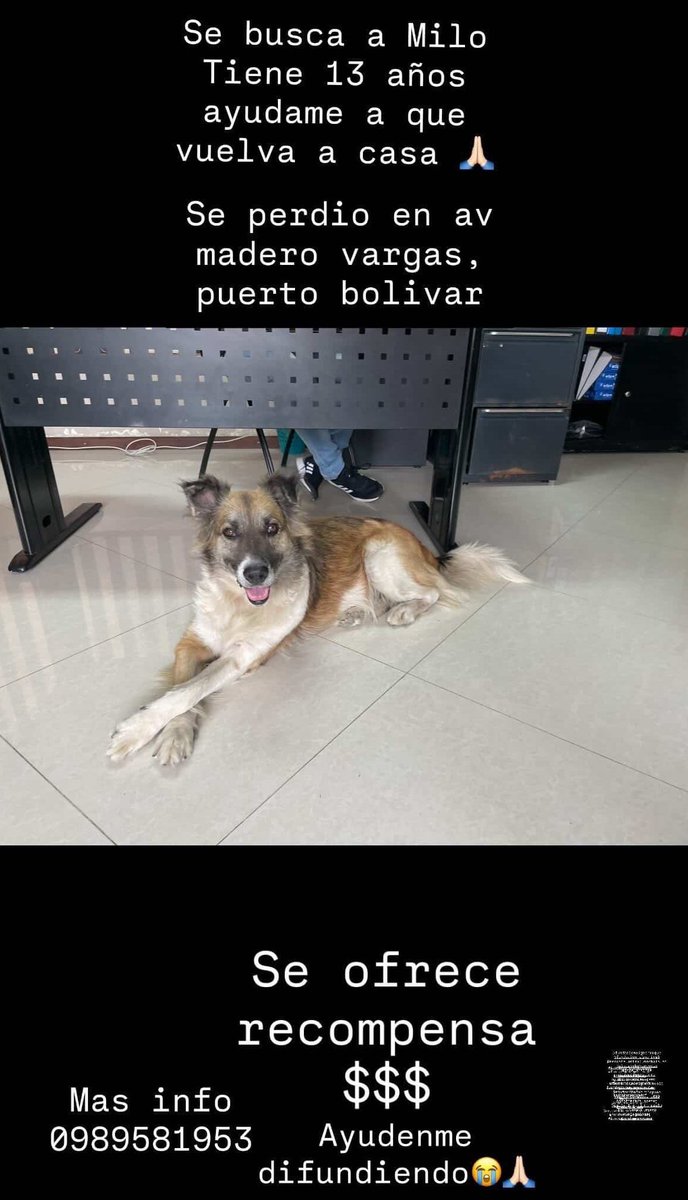 AlertaMePerdi's tweet photo. #PERDIDO #MACHALA
Nombre: #MILO
Fecha: 22/02/26
Sector: Sur, Av. Madero Vargas
Sexo: Macho
Raza: Mestizo
Obsv.: Pelaje largo, cafe, pecho blanco, orejas negras
Contacto: 0989581953
SE OFRECE RECOMPENSA
¡Ayúdalo a volver con su familia!
#AlertaMePerdí https://t.co/OosJaX2ly8
