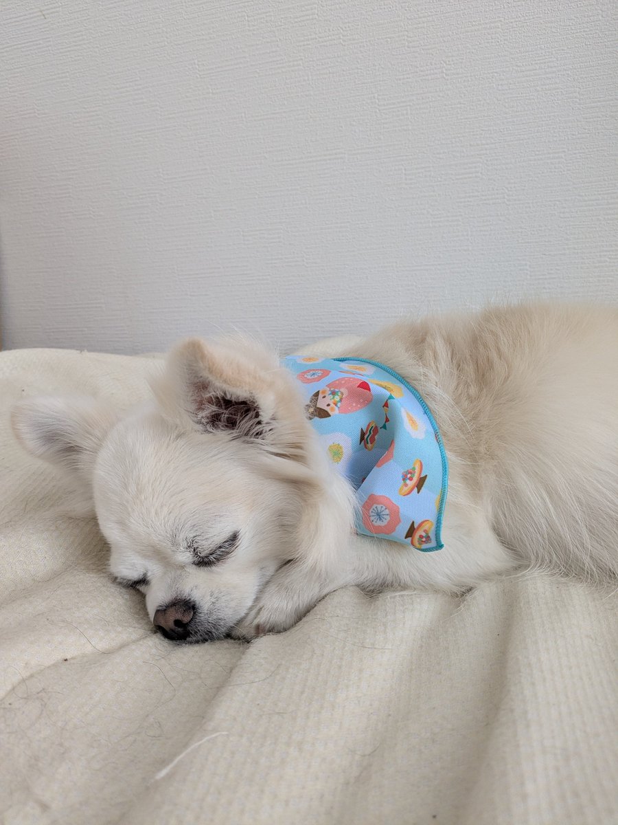 muchinochika's tweet photo. トリミングでシャンプーしてもらいました♪
今回つけていただいたバンダナはひな祭りの模様。
サラはトリミングの後も元気いっぱい、リサはお風呂に入って疲れが出たのかおねむのようです。

#りさら♪ https://t.co/yKIAuXqz85