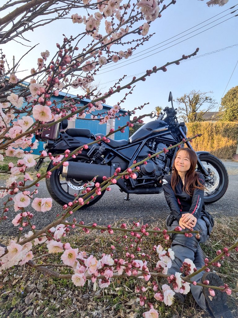 おはよう～ᐠ( ᐢ ᵕ ᐢ )ᐟ 道ばたで出会ったお花🌸 亭主に「 花に