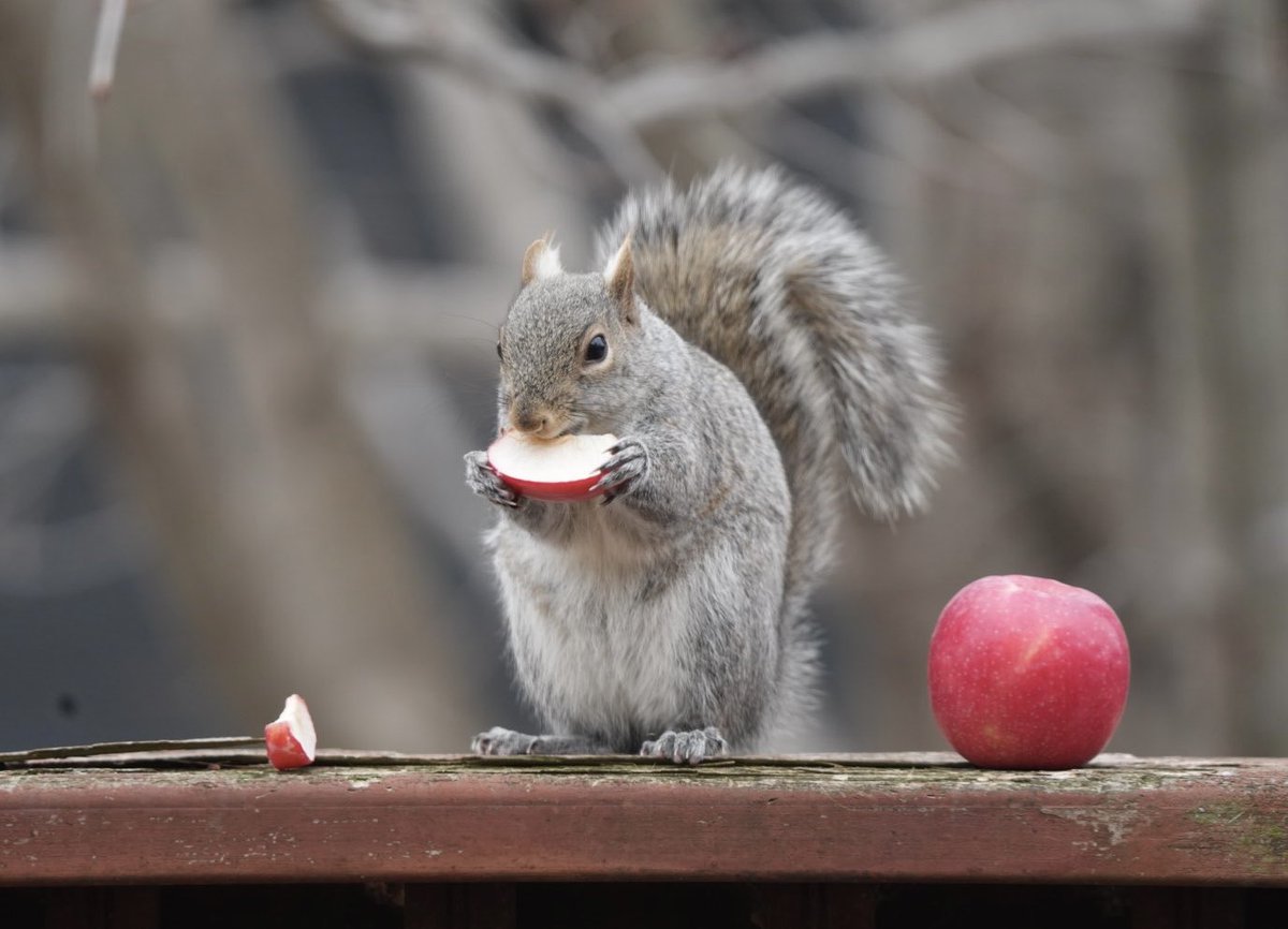 Cheesecakealso's tweet photo. I’m learning how to setup and use my new Sony a7 v camera and Sony FE 200-600mm lens. He is helping me 🐿️ https://t.co/1EuNPEV3jh