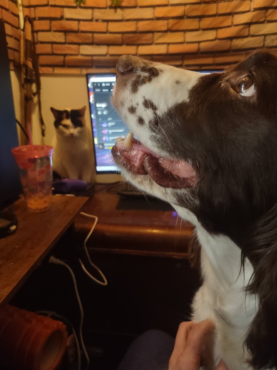 Not fucking impressed 🐈🔪