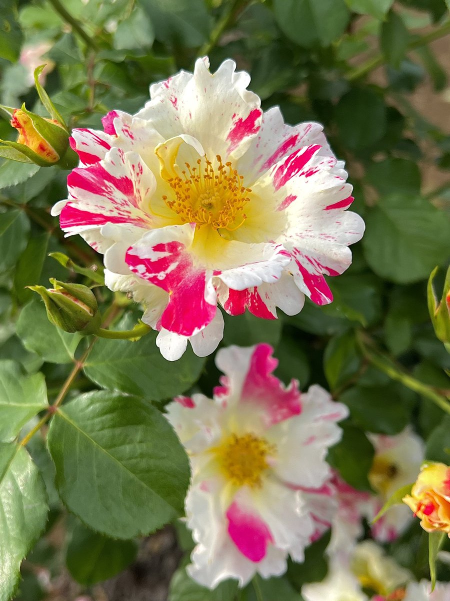 ひろりん♪ (@hirorin4649) / Posts / X