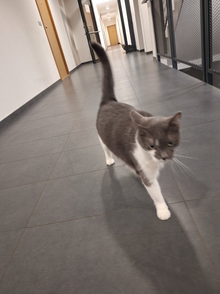 De gallerij behoedzaam verkennen...dat vinden onze katten altijd een spannend uitje 😺😺
