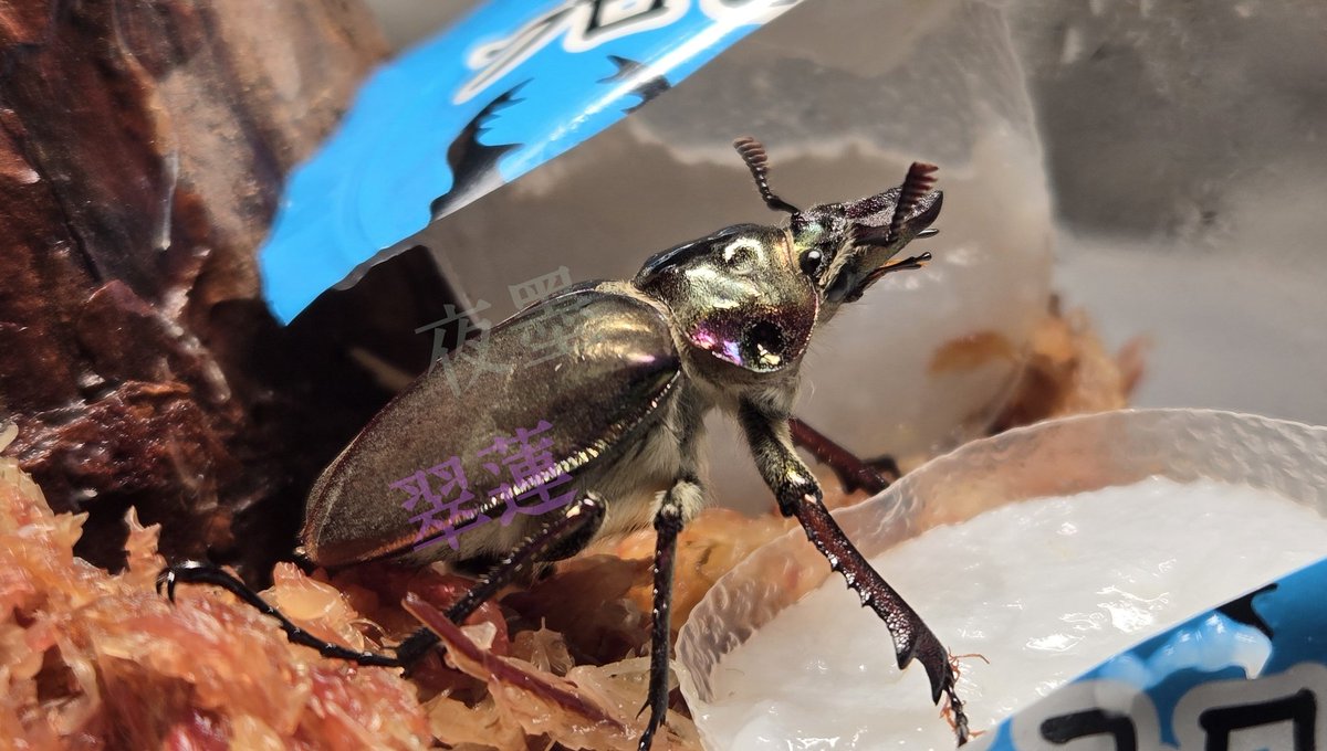 夜墨 翠蓮 tweet media