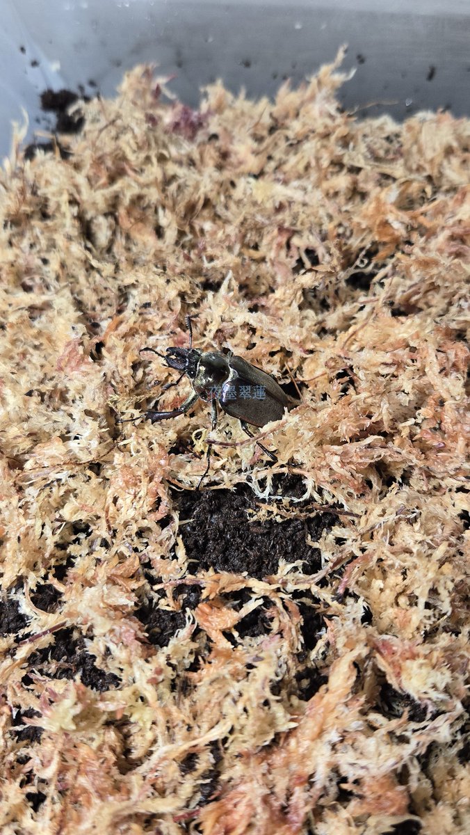 夜墨 翠蓮 tweet media