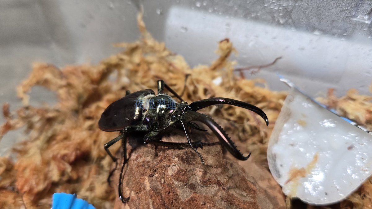 夜墨 翠蓮 tweet media