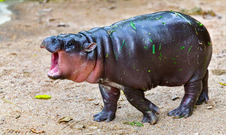 punch the monkey and moodeng the baby hippo just had a surprising all out brawl! 
despite his name, Punch the monkey is no good at throwing them . Moodeng wins!