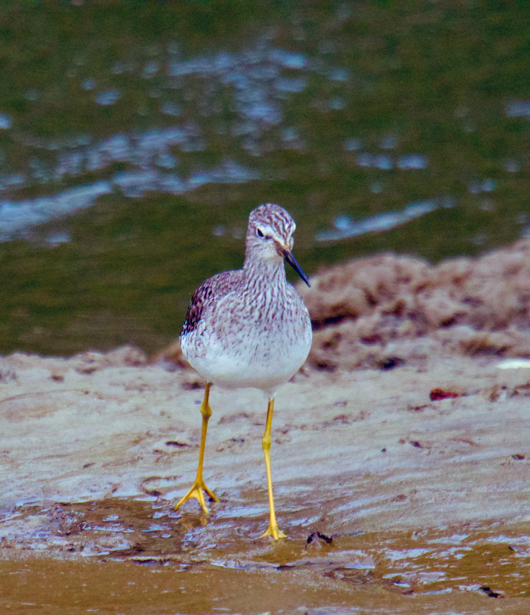 TimTim292's tweet photo. Second trip to Truro Cornwall to see this stunning little Lesser Yellowlegs. @CBWPS1 @RareBirdAlertUK @BirdGuides @BirdTrack #LesserYellowlegs #Cornwall https://t.co/6jpV9WA8Ts