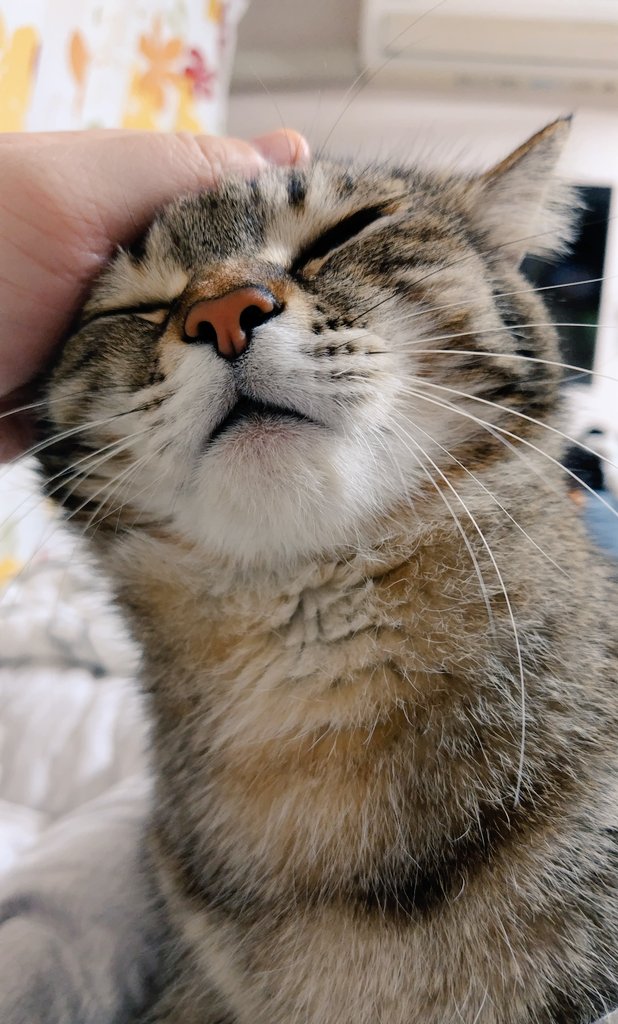 ゴロー🐾 (@cat_56chan) / Posts / X