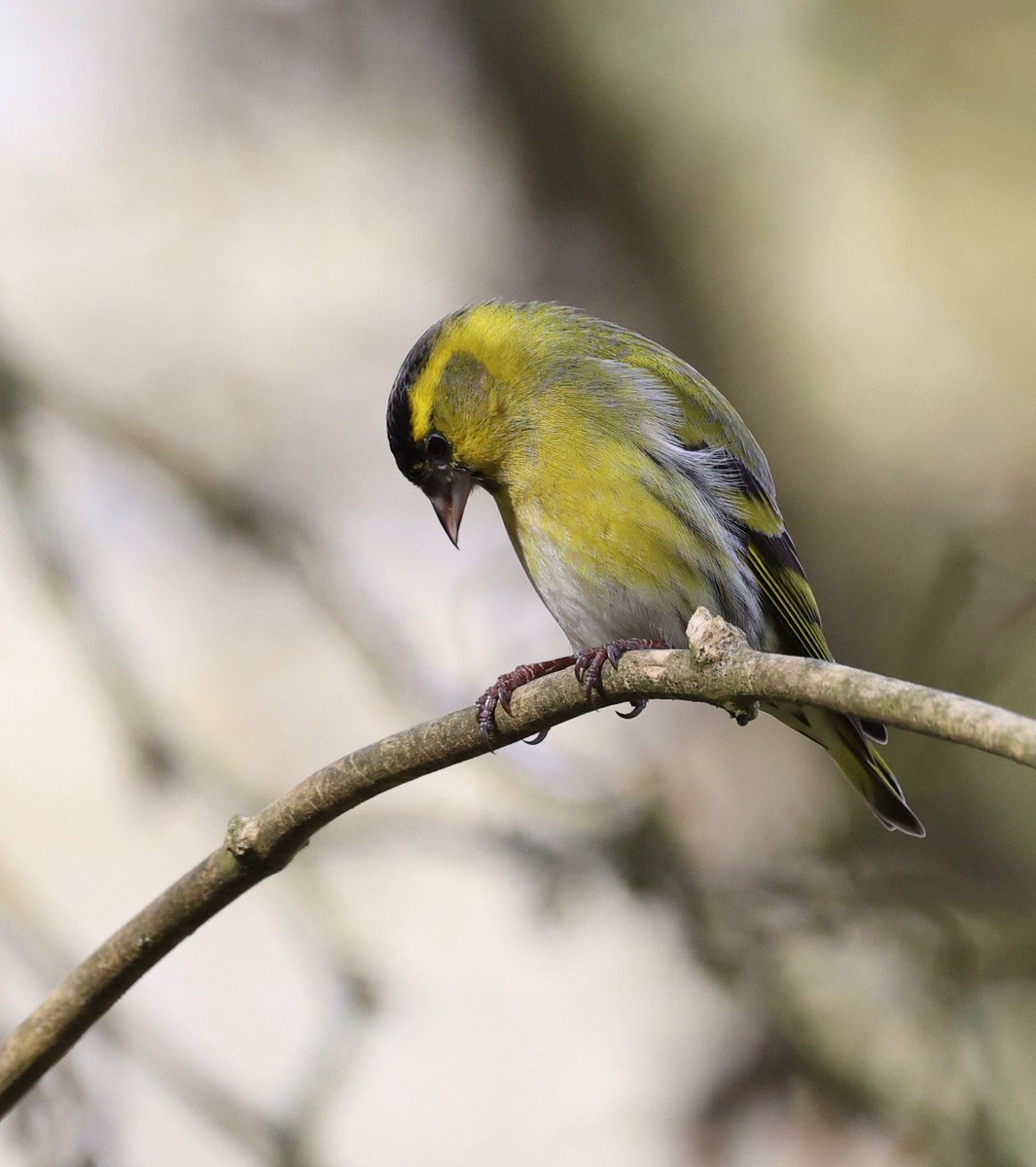 Rose Newbold tweet media