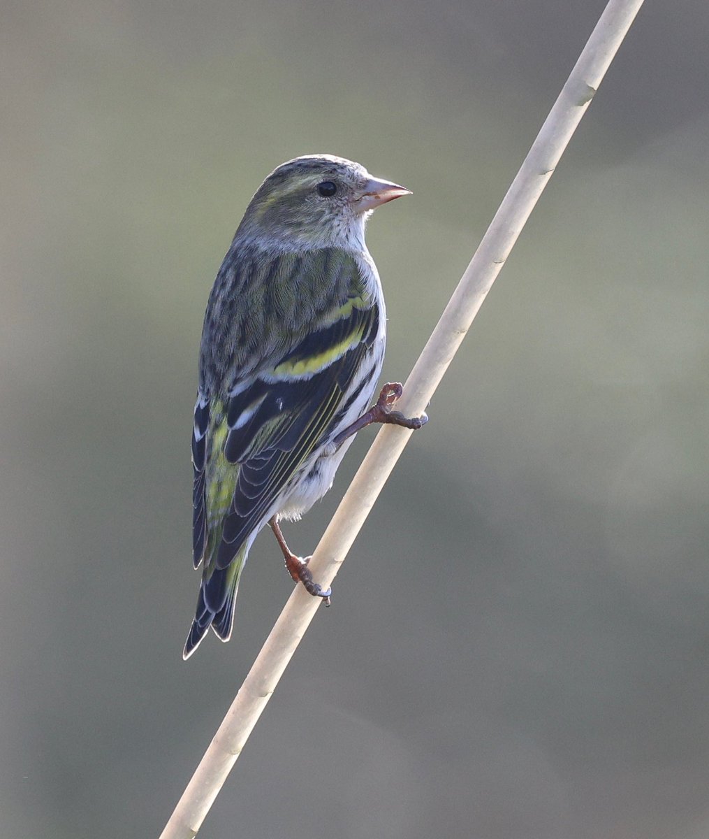 Rose Newbold tweet media