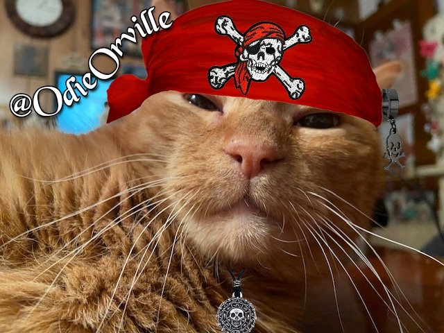 THE Odie Bob Orville 😺 tweet media