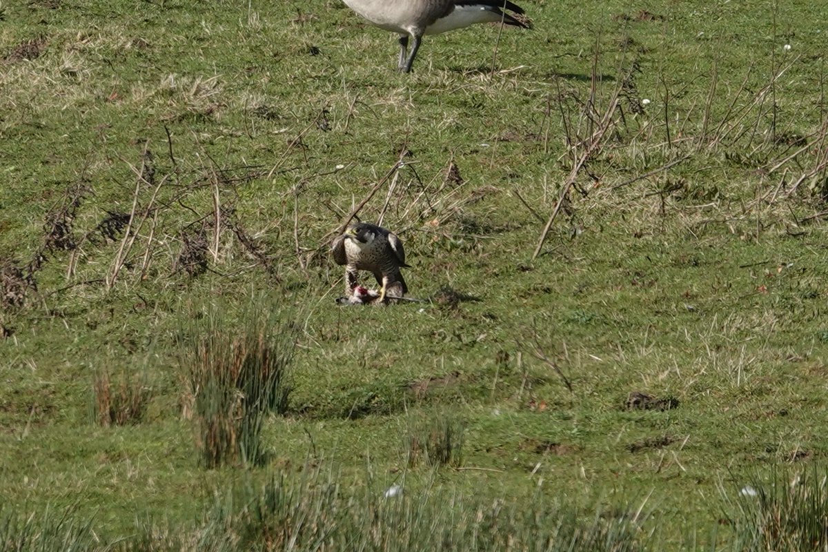 Steve Rosser tweet media