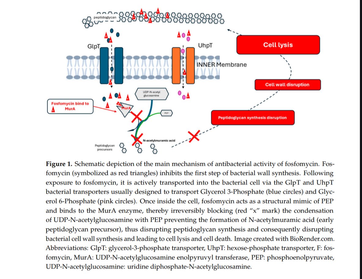 Antibiotic Steward Bassam Ghanem 🅱️C🆔🅿️🌟 tweet media