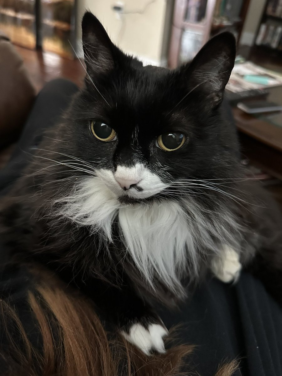 cat named psycho (@ImmPsycho) / Posts / X