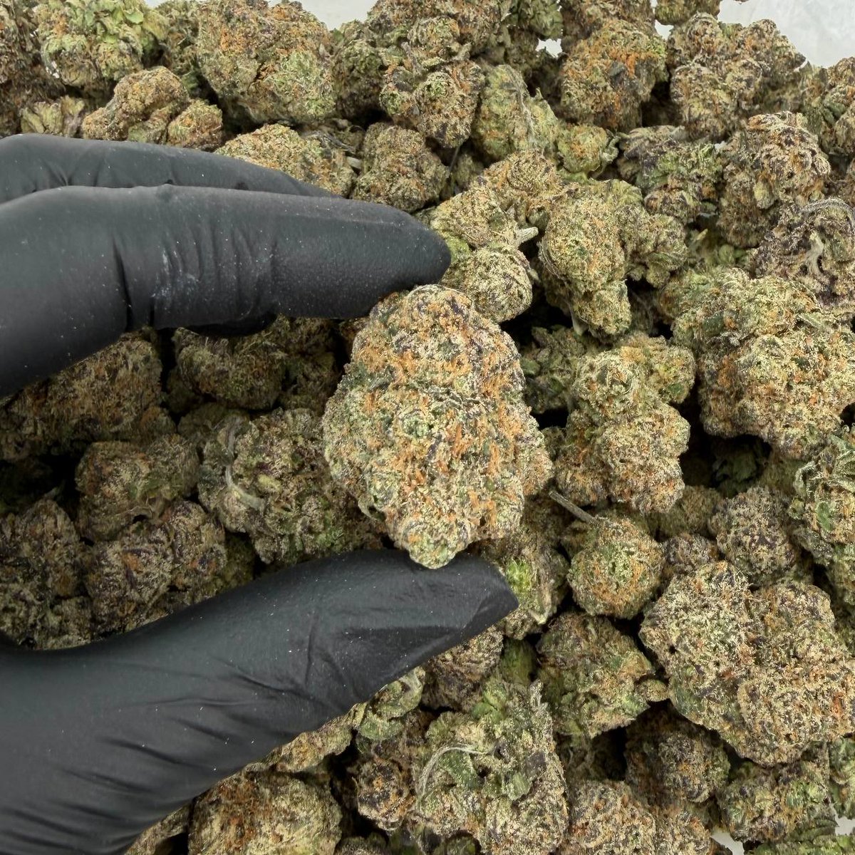 RealCaliDirect tweet media