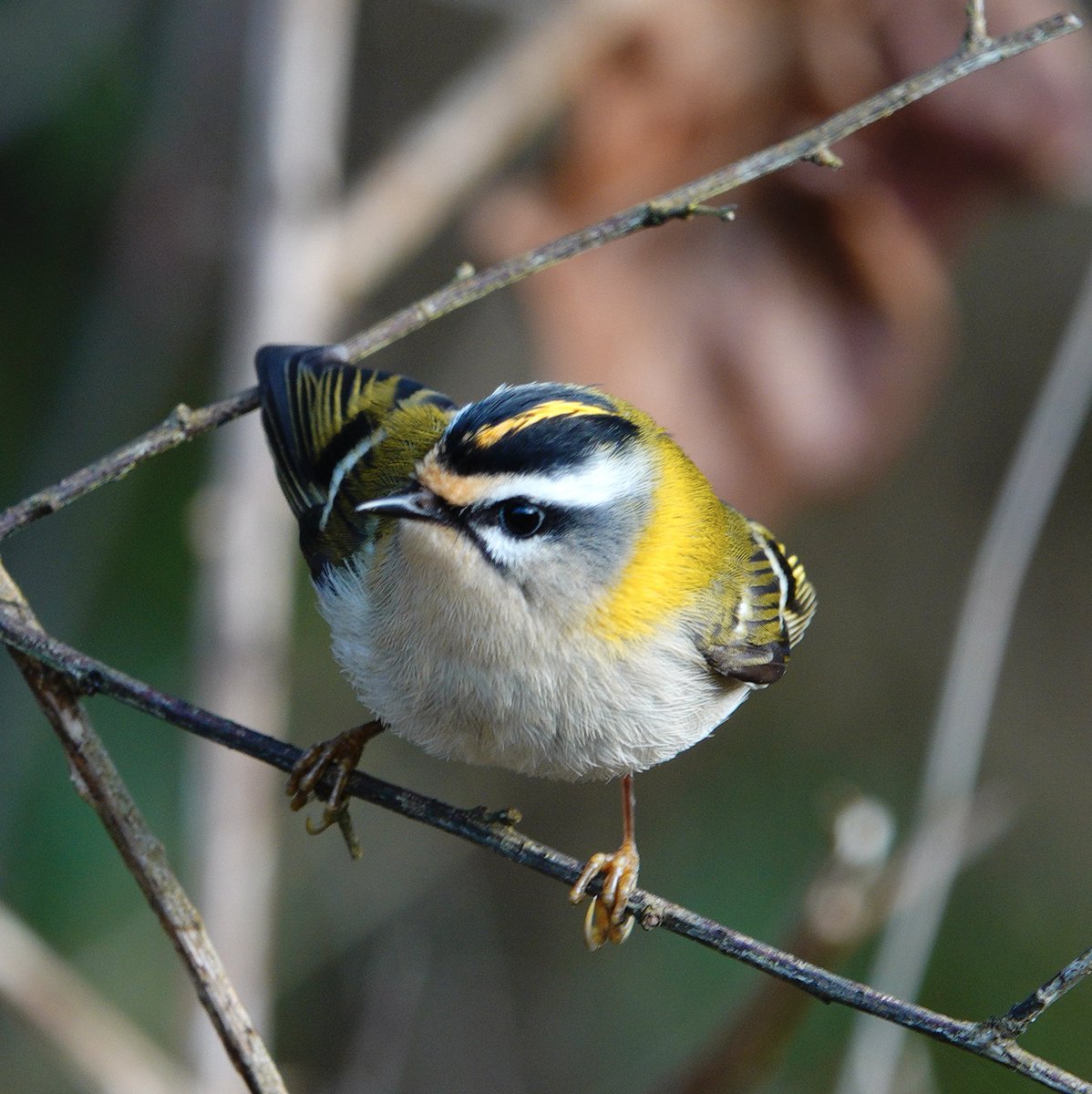 lyn lambert💙💛🇺🇦 tweet media