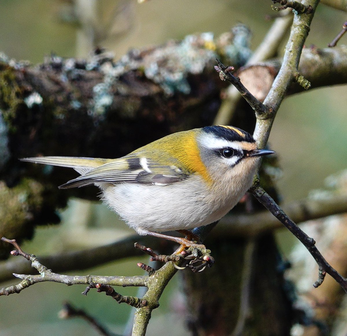 lyn lambert💙💛🇺🇦 tweet media