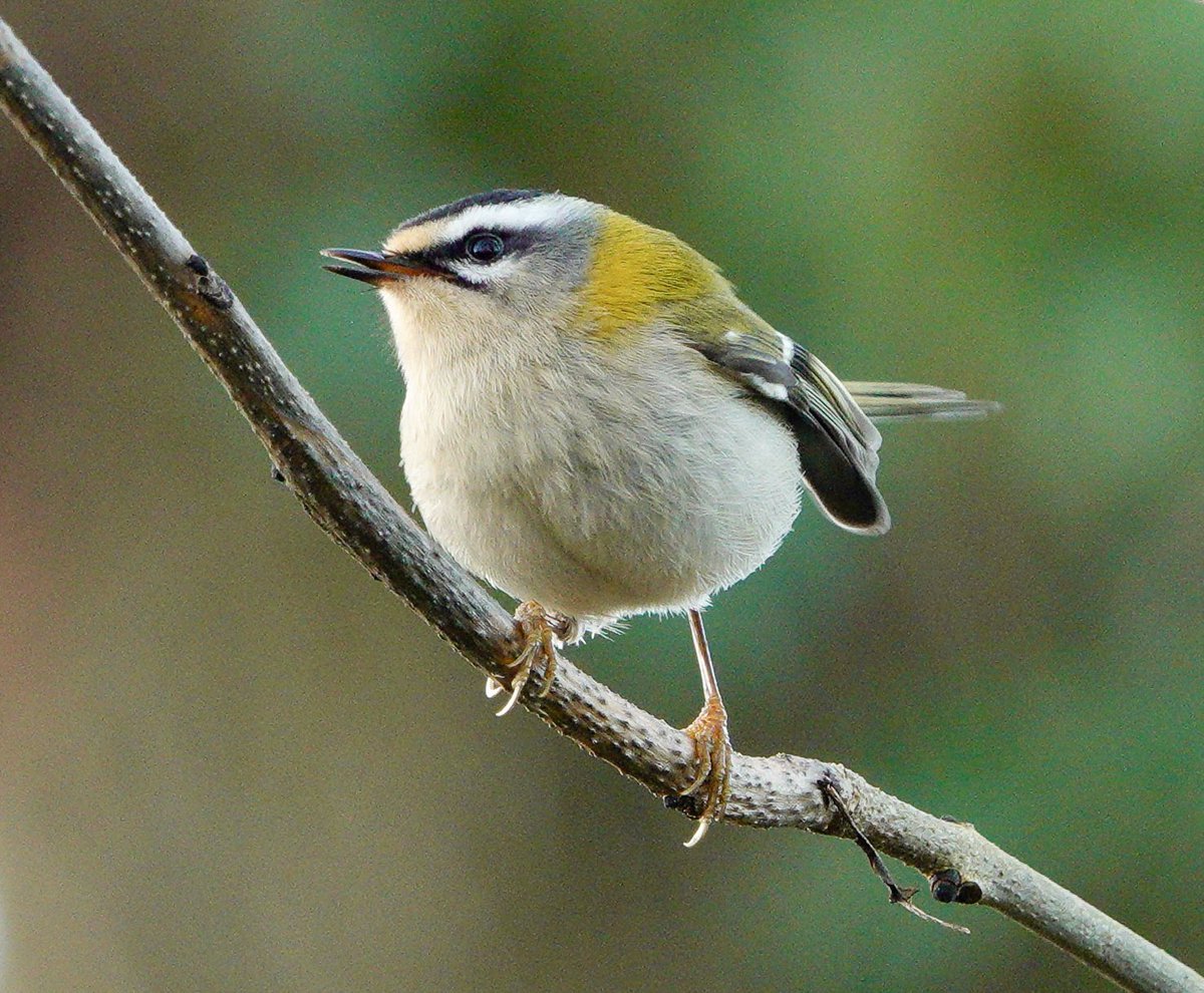 lyn lambert💙💛🇺🇦 tweet media