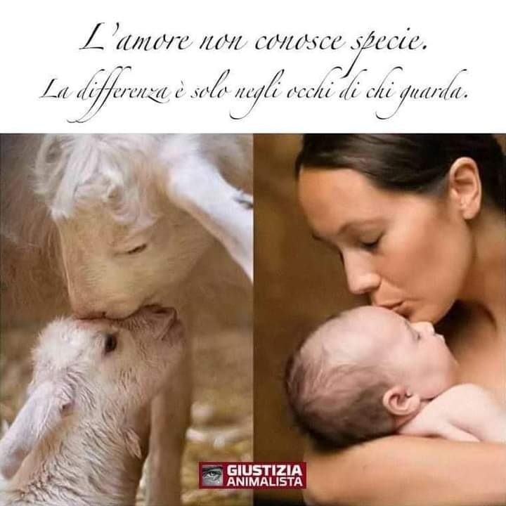 Animalistiitaly's tweet photo. 💛🌿 L’amore di una mamma non ha specie. Umana o animale, protezione e cura sono uguali.
Scegli cruelty-free e fai la differenza per chi non può difendersi. 🐑👶
#AmoreSenzaConfini #SaveTheLamb #DirittiAnimali https://t.co/PgBJ0Fotle