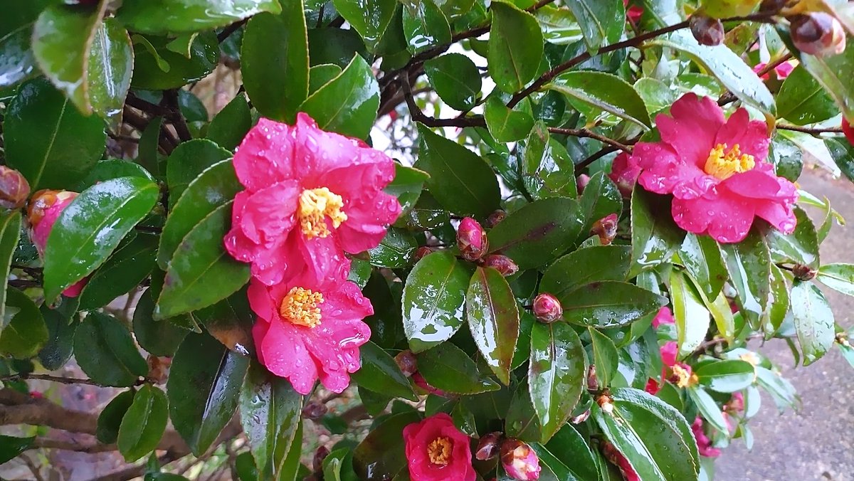 秦森康屯　山茶花 「展覧会カタログに掲載」 RT @gon008t: 今日の山茶花