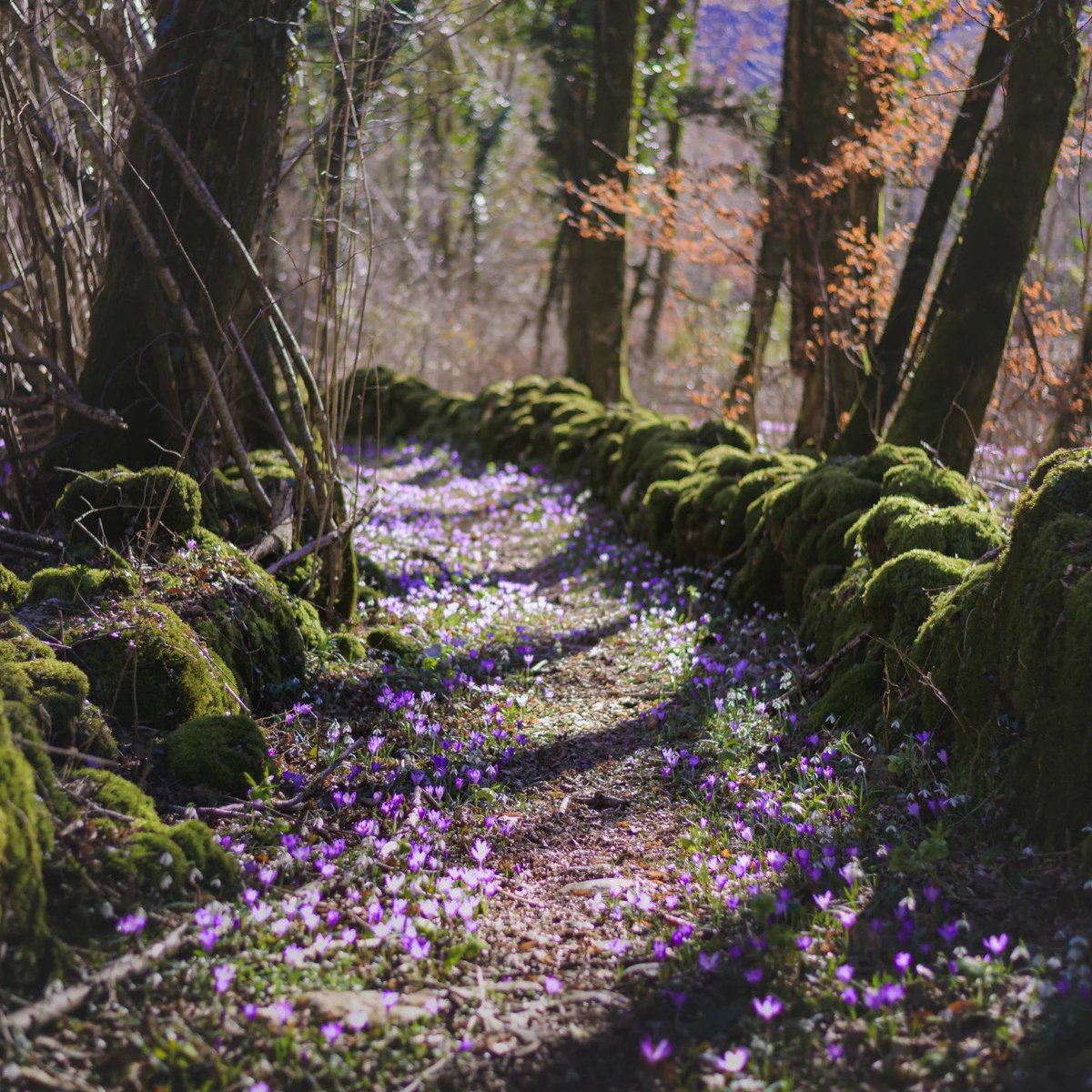 Exploring Slovenia tweet media