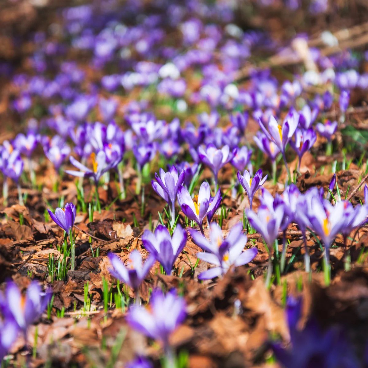 Exploring Slovenia tweet media