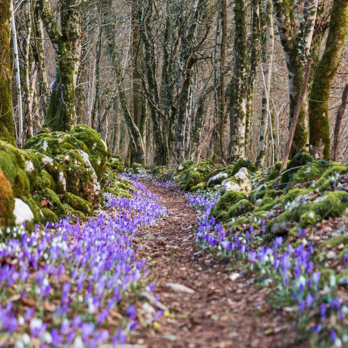 Exploring Slovenia tweet media