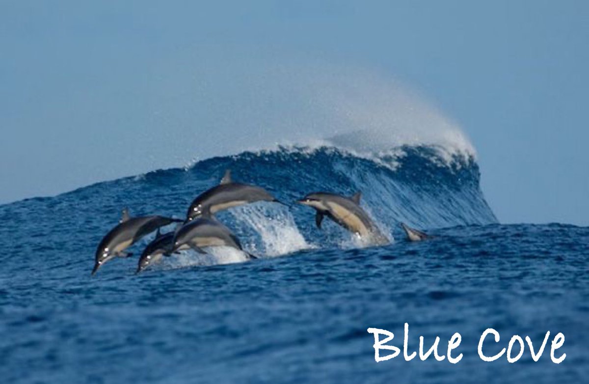 KunitoSeko's tweet photo. This season’s hunting may be over, but I can't be caught off guard until the 28th, the boats are in the harbor today due to bad weather.
Blue Cove💙🐬🐳💙

#和歌山 
#太地
#Taiji
#太地くじらの博物館 
#太地くじら浜海水浴場 
#太地いさな組合 
#太地漁業協同組合 
#イルカ追い込み猟廃止 https://t.co/a1B8eiwHwZ