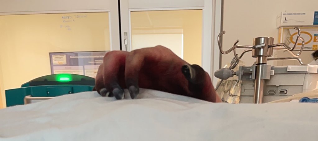 Shanna Carroll tweet media