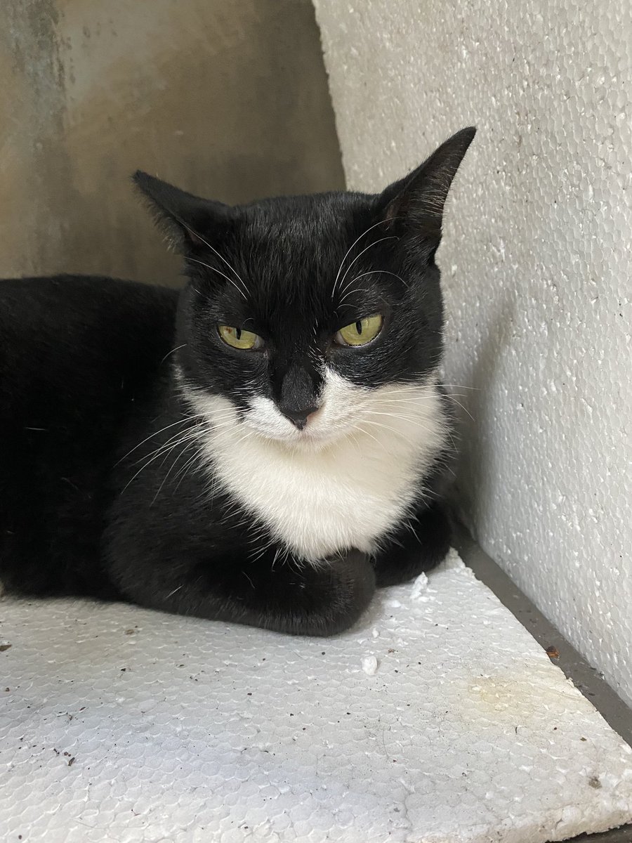 にゃん太郎 (@nyannyan__taro) / Posts / X