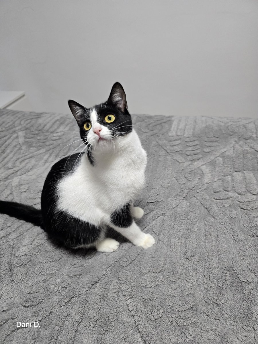 Nunca he tenido gato, 8 meses llevo con Galleta y estoy descubriendo un mundo que me fascina. 

Que me siga por toda la casa, que observe con atención todo lo que hago, que se duerma a mi lado, la compañía... 

El amor que se llega a sentir por una criatura así, es muy grande.