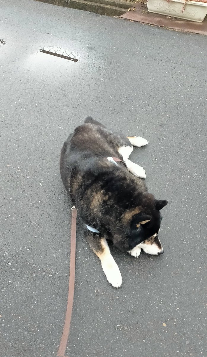 ちょっと移動してまた寝るのかい そうかそうか