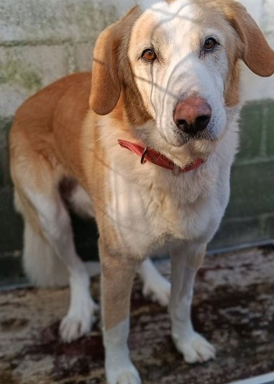 ¡TANTA TRISTEZA NO PUEDE SOPORTAR! 
Chase, merece un hogar, 
Tiene la capacidad de amar, 
Cansado de tanta soledad, 
10 años esperando una oportunidad, 
Una persona que le devuelva la felicidad, 
Es un ser sintiente, 
Apto para buena gente 
Contacto: info@apadan.org
#Acoruña