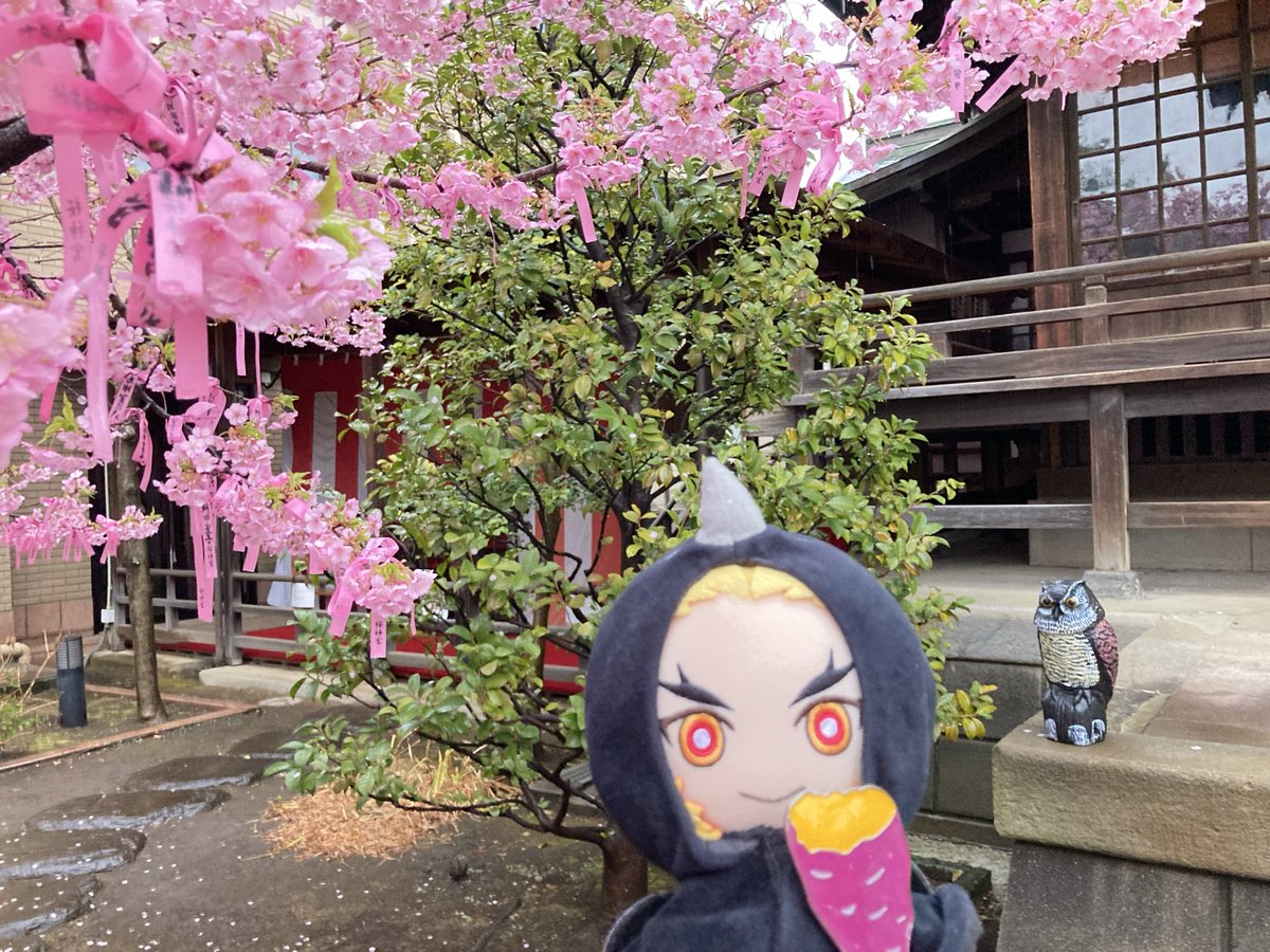 おはようございます☔️ 今朝の桜神宮さま この時期は朝6時台でも