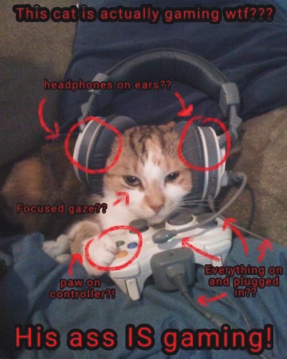 Punch Cat tweet media